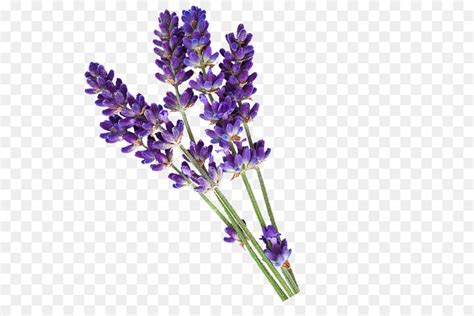 Pikbest has 177342 lavender flower design images templates for free download. lavender png download - 600*600 - Free Transparent English ...