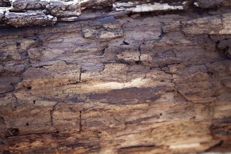 Patchy Bark Clippix Etc Educational Photos For Students And Teachers