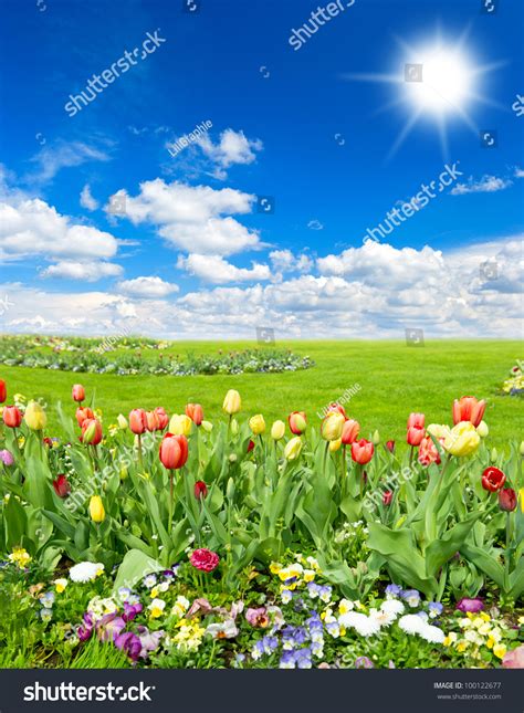 Tulip Flowers Field Spring Landscape Blue Stock Photo 100122677