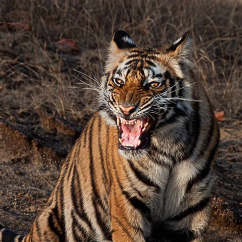 Tiger Roaring Marko Dimitrijevic Photography