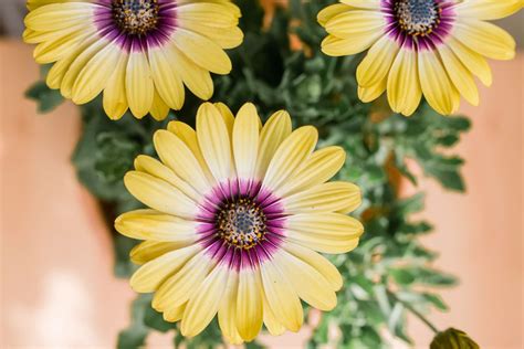 African Daisy Plant Care And Growing Guide