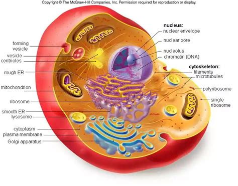 What Characteristics Do All Eukaryotic Cells Have In Common Quizlet