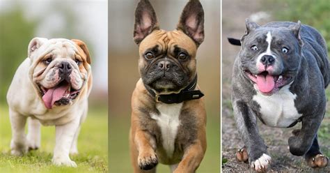 Differenet Types Of Bulldogs Guide For Bulldog Enthusiasts