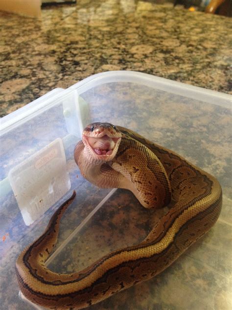 Nom Nom Nom Pet Snake Ball Python Cute Snake