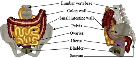 Select a human anatomy system to begin. Female lower abdominal organs. | Download Scientific Diagram