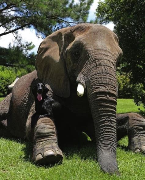 Dog And Elephant Become The Best Of Friends Blazepress
