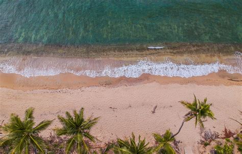 Birds Eye View Of Palm Trees By The Beach · Free Stock Photo