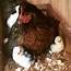7 Reasons To Let A Broody Hen Hatch Eggs