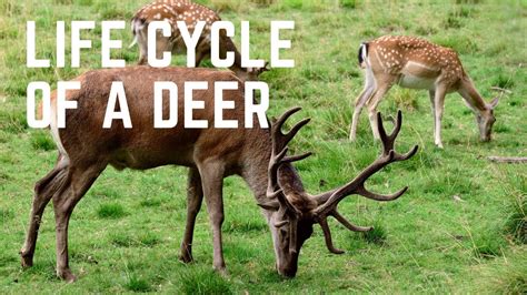 The Fascinating Life Cycle Of A Deer From Birth To Adulthood Youtube