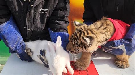 Tiger Attacks Rabbit In Cny Video By Zoo From China Bunny Seemingly