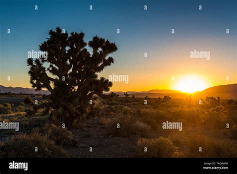 Desert Bushes At Sunset In The Desert Eastern Nevada Hi Res Stock
