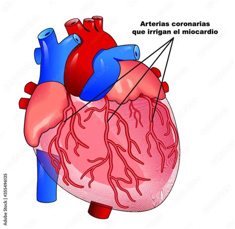 As Arterias Possuem Como Principal Caracteristica A Capacidade De Vibrar