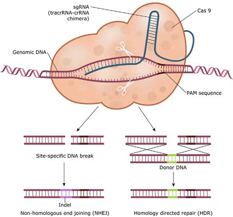 CRISPR Cas9 Mediated Genome Editing Cas9 Recruitment To The Target DNA