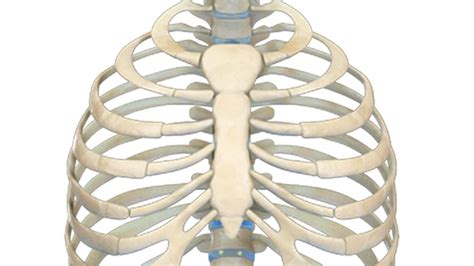 But this number may be increased by the development of a cervical or lumbar rib, or may be diminished to eleven. Human Ribs 3D for Android - APK Download