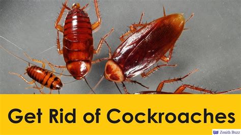 Effective Ways To Get Rid Of Cockroaches Quickly And Naturally Zenithbuzz