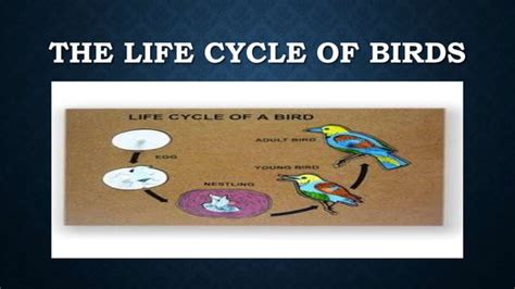 The Life Cycle Of A Bird