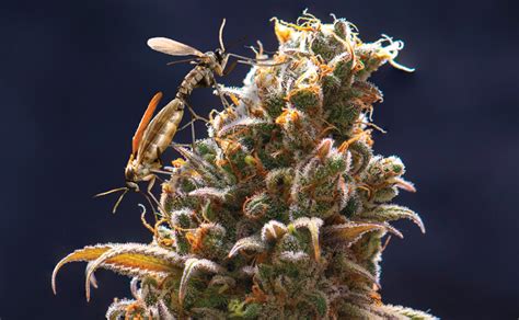 Prevent And Control Fungus Gnats In Your Cannabis Growroom Natures