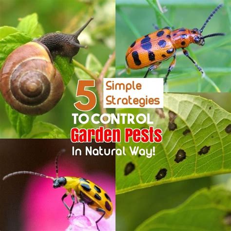 Safe And Effective Ways Of Natural Pest Control Pest Control Garden