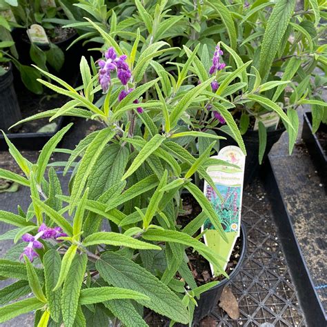 [plant profile] salvias — vineyard gardens