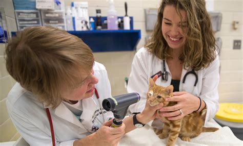 Department Of Small Animal Clinical Sciences Texas Aandm College Of