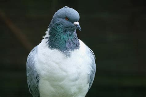 4000 Free Dove And Pigeon Images Pixabay