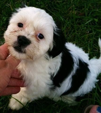 You'll want to observe their behavior, activity levels, and health. Male Teddy Bear puppy - Shih Tzu/Bichon/Poodle mix born 5 ...