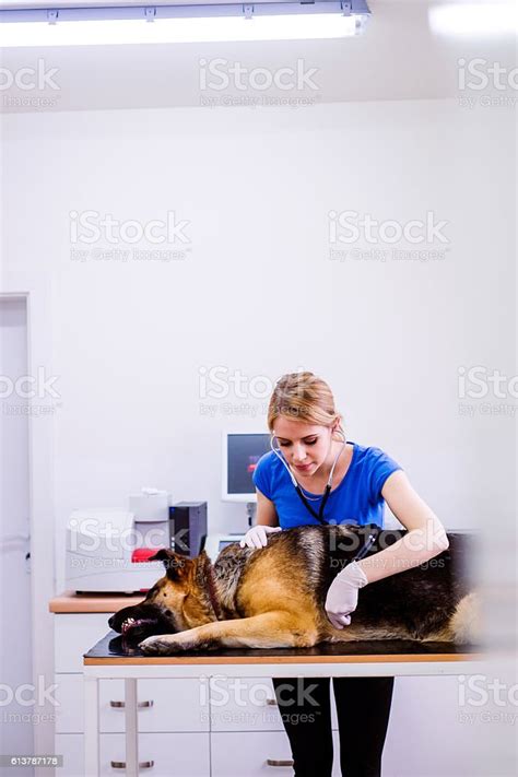 Veterinarian Examining German Shepherd Dog With Sore Stomach Stock