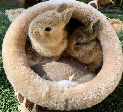 Adorable Baby Bunnies For Sale 40