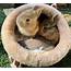 Adorable Baby Bunnies For Sale  $40 Petclassifiedscom