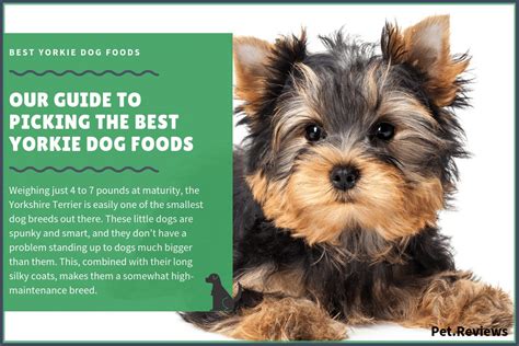 10 Best Dog Food for Yorkies (Teacup & Puppy) - 2019 Brands