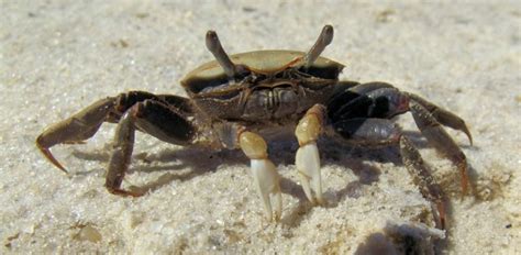 12 Popular Types Of Pet Crabs With Pictures Pet Keen