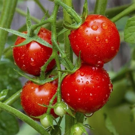 Tomato Large Red Cherry 25 Seeds High Yielding Varieties Etsy