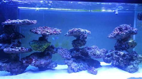 Modular in wall and peninsula design aquarium reefs com. Reef tank aquascaping on pvc - YouTube