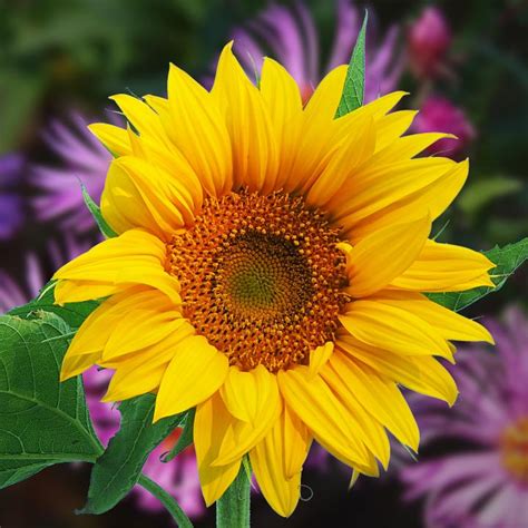 The Meaning And Symbolism Of The Sunflower Ufabet