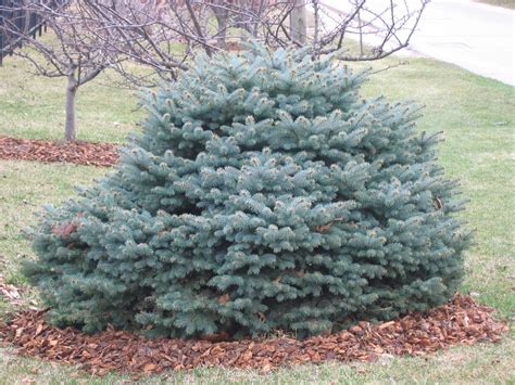 Dwarf Blue Spruce A Superb Year Round Garden Plant