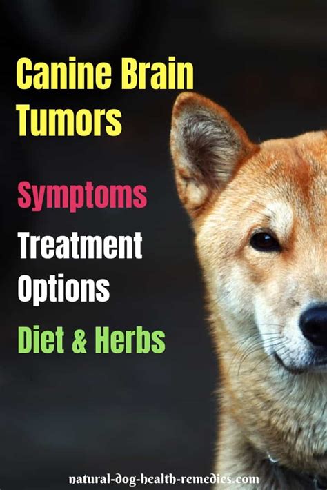 Canine Brain Tumors Symptoms Causes And Treatment