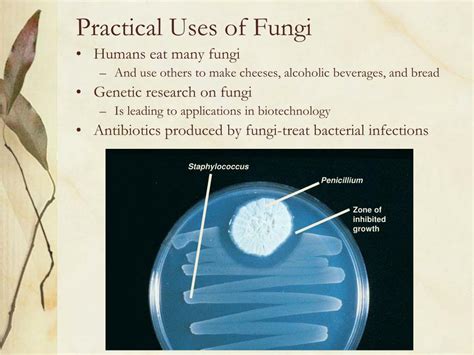 Ppt Fungi Powerpoint Presentation Free Download Id1220364