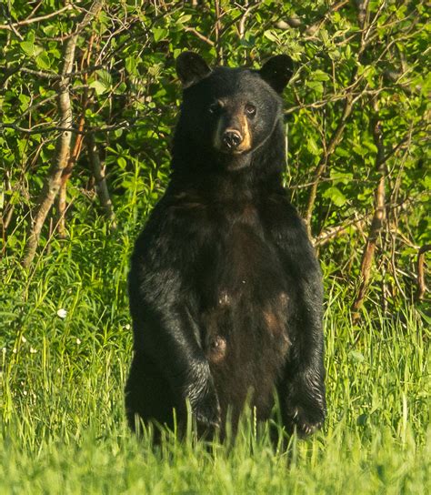 Nova Scotia Black Bears Wildlife In Photography On Forums