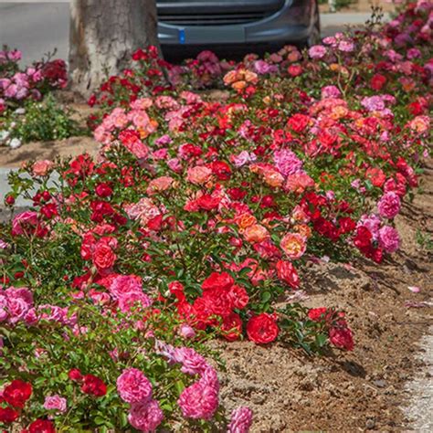 Top Ten Roses Of 2015 Landscaping With Roses Best Roses Drift Roses