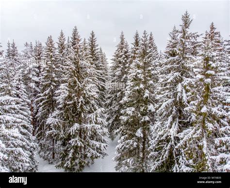 The Evergreen Trees Are Beautiful When Covered In Snow Stock Photo Alamy