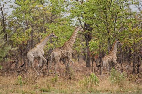 Giraffa In The Savanna Of In Zimbabwe South Africa Stock Photo Image