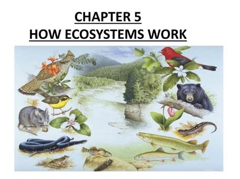 Ppt Chapter How Ecosystems Work Powerpoint Presentation Free