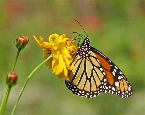 Winter Counts Of Monarch Butterfly Population Show Increase In Mexico