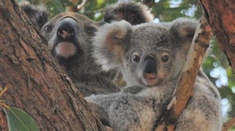 Gympie Koala Groups Concern Over Loss Of Koala Habitat The Courier Mail