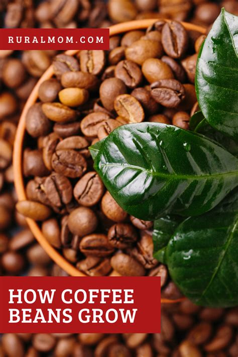 Now, growing is not just about climate almost as it's about the soils. How Coffee Beans Grow Rural Mom