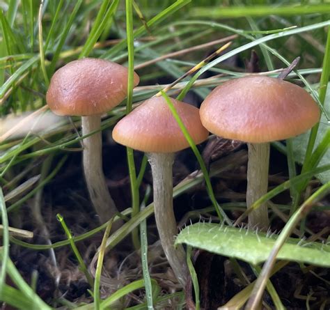 Psilocybe Cyanescens The Spore Drop