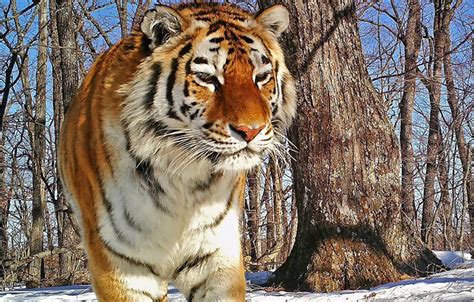 Adventurous Young Amur Tiger Wanders Record 1300km North Of Its
