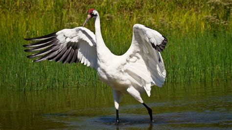 lack  social distancing threatens  whooping cranes world