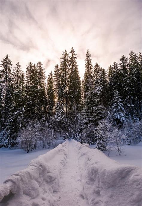 Snowy Spruce Forest At Gorgeous Sunset Stock Photo Image Of Forest