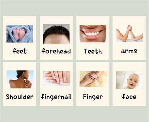 24 Body Parts Flashcards Real Pictures Image Cards For Kids Etsy